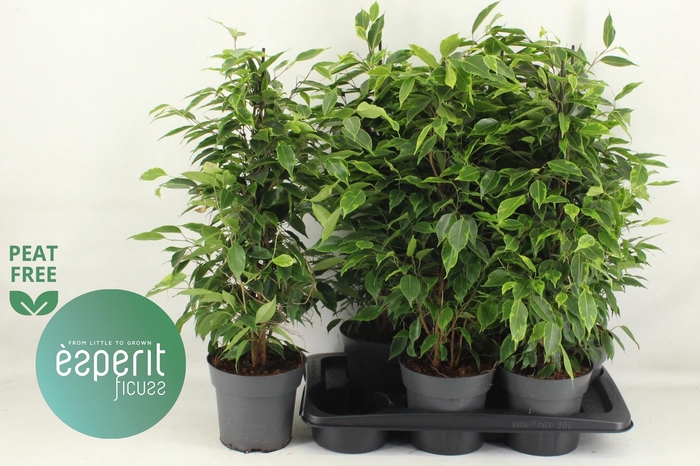 <h4>FIC BE ANASTASIA</h4>