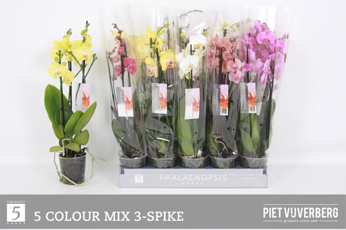 <h4>PHAL GEM 5 KL</h4>