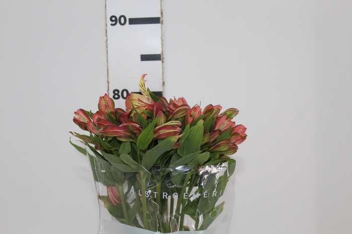 <h4>ALSTROEMERIA MILOS 080 CM</h4>