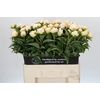 Paeonia Cheddar Surprice