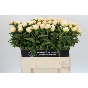 Paeonia Cheddar Surprice