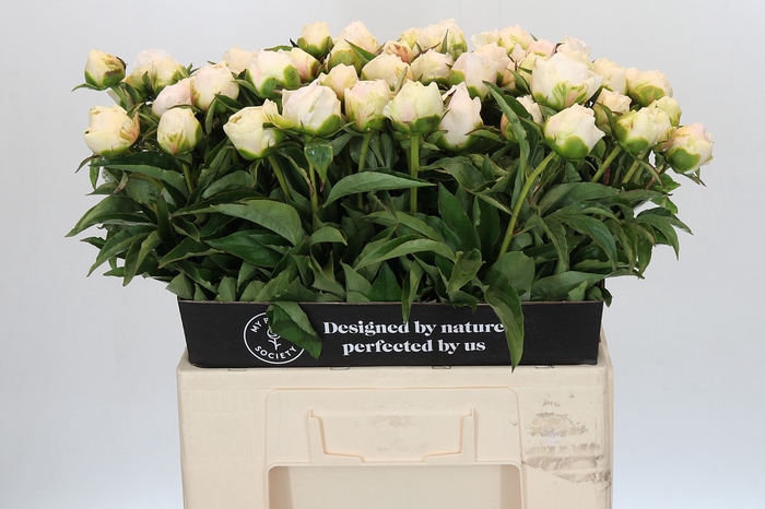 Paeonia Cheddar Surprice