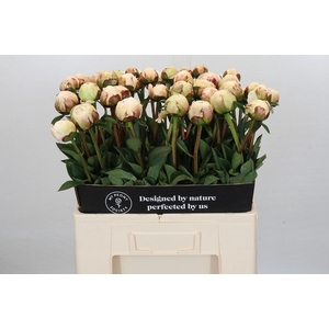 Paeonia Odile