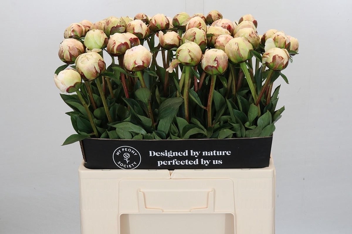 <h4>Paeonia Odile</h4>
