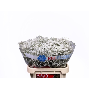 Gypsophila Xlence