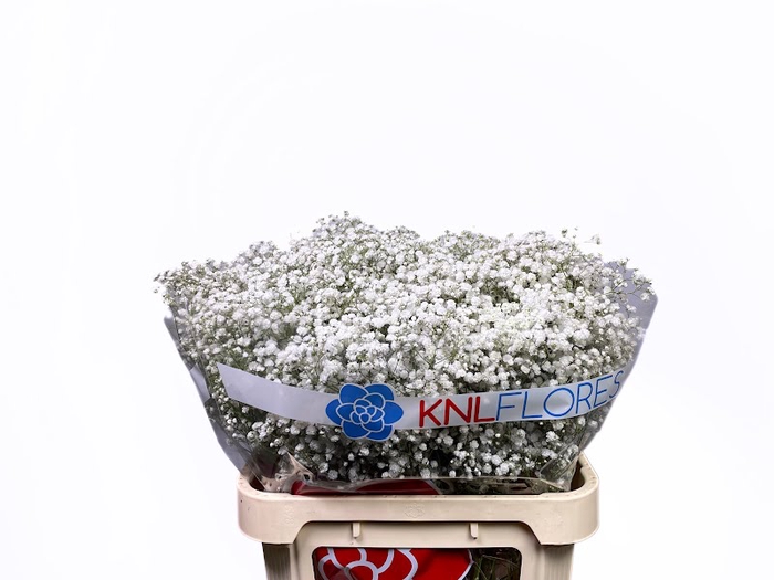 <h4>Gypsophila Xlence</h4>