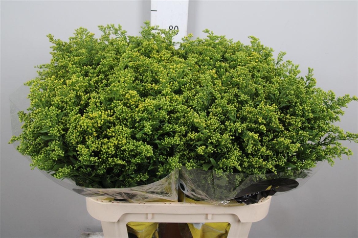 <h4>Soli Carzan Glory</h4>