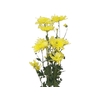 CRISANTEMO SHEENA YELLOW 080 CM
