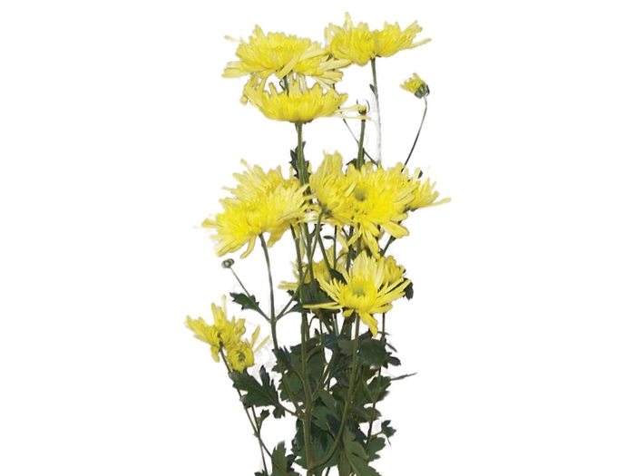 CRISANTEMO SHEENA YELLOW 080 CM