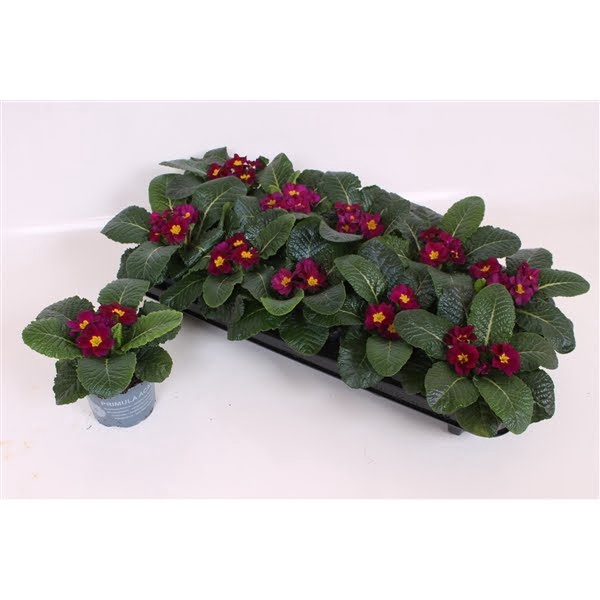 <h4>Primula Acaulis P10.5 - Purple</h4>