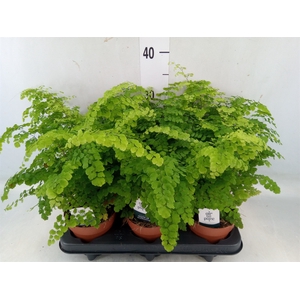 Adiantum raddi. 'Fritz-Luthi'