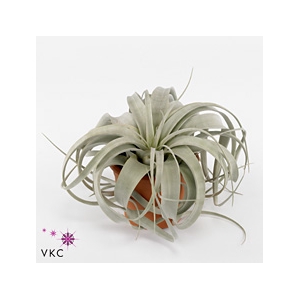 Tillandsia Xerographica X4