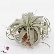 <h4>Tillandsia Xerographica X4</h4>