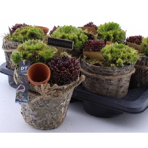 ARR SEMPERVIVUM