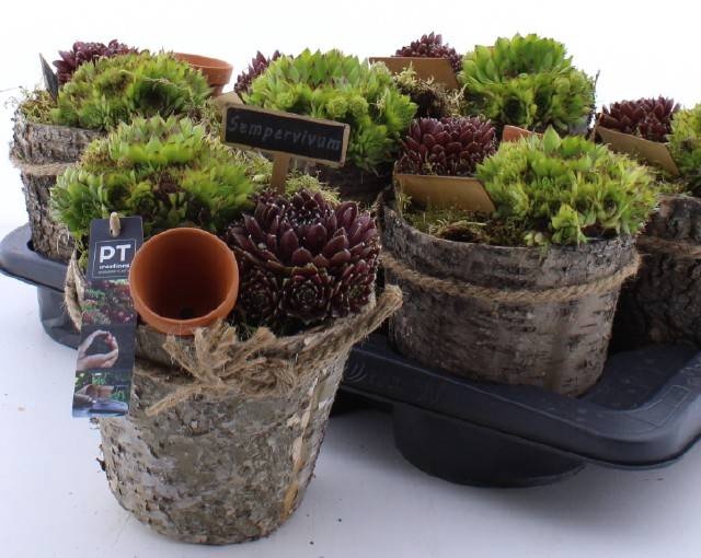 <h4>ARR SEMPERVIVUM</h4>
