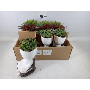 Arr.   Kamerplant Groen L%