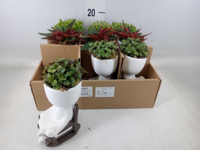 <h4>Arr.   Kamerplant Groen L%</h4>