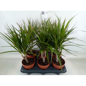 Dracaena marg.