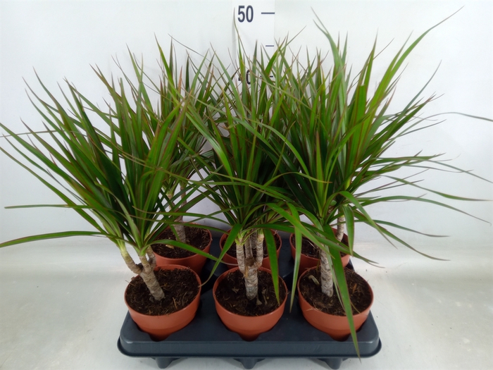 <h4>Dracaena marg.</h4>