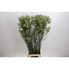 Anigozanthos Green