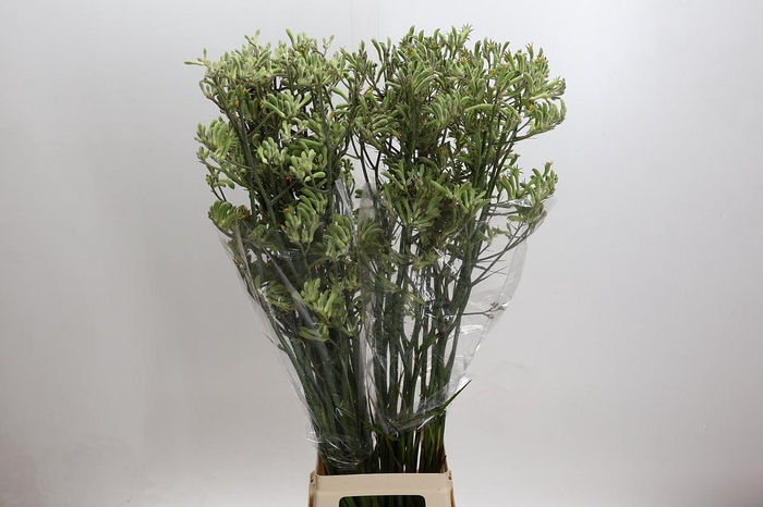 <h4>Anigozanthos Green</h4>