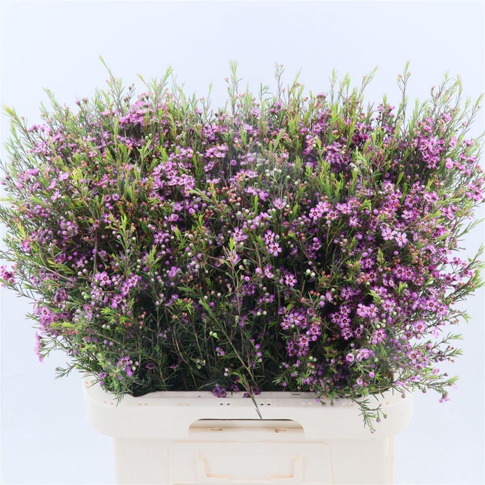 <h4>Chamelaucium Purple Pride</h4>
