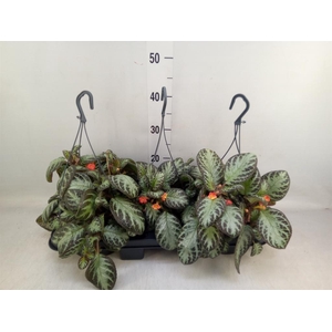 Episcia   ...