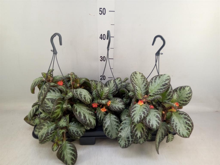 <h4>Episcia ...</h4>