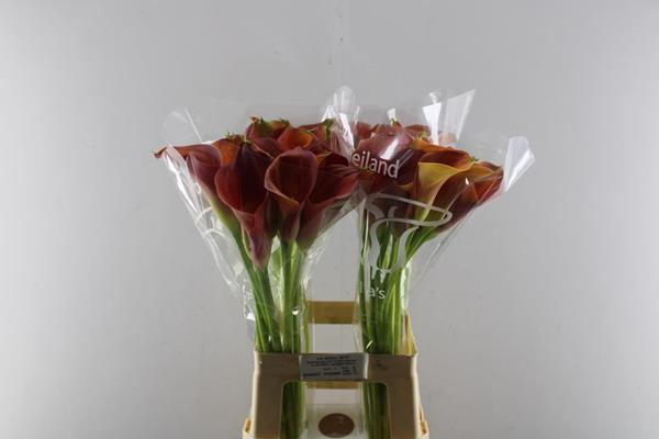 <h4>Zant Sunset Passion</h4>