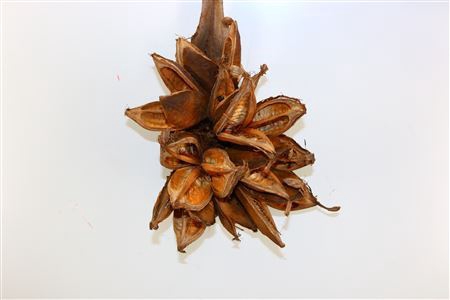 Dried Sororoca Flowers