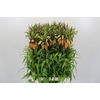 Fritillaria Imperialis Orange Sweet