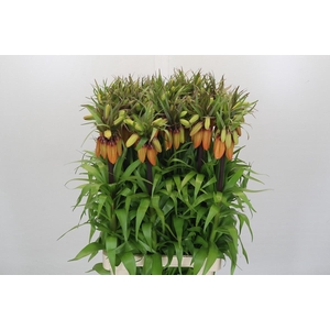 Fritillaria Imperialis Orange Sweet