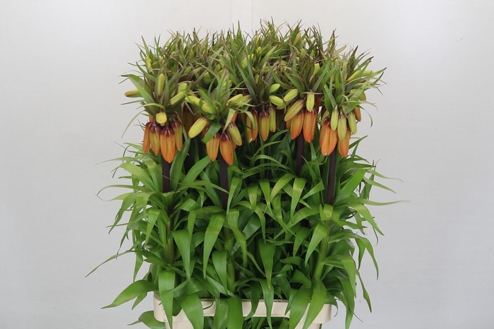 Fritillaria Imperialis Orange Sweet