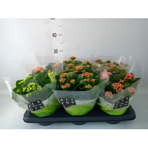 Kalanchoe blos.   ..rosebud mix  5