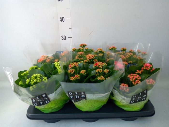 <h4>Kalanchoe blos.   ..rosebud mix  5</h4>