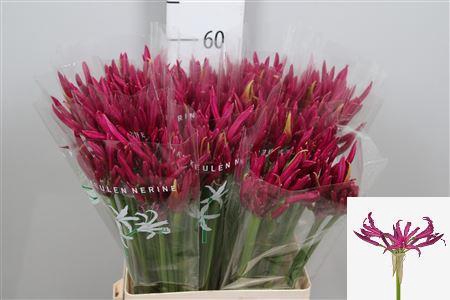 <h4>Ne Bo Mister Nick</h4>