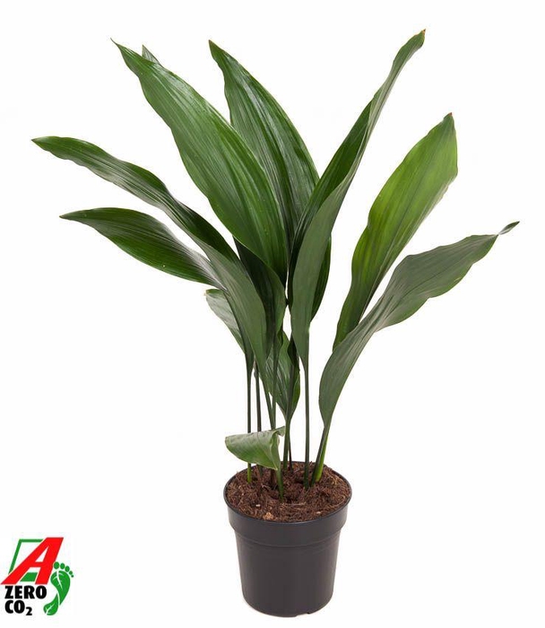 <h4>Aspidistra Elatior P17</h4>