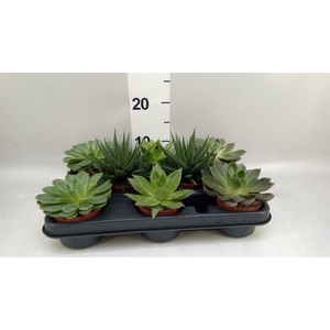 Succulents   ...mix 4