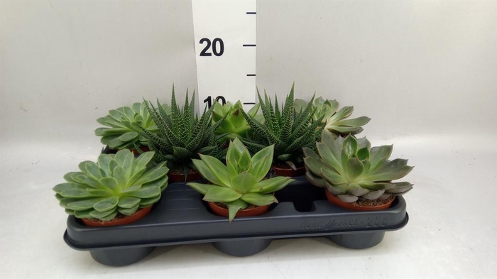 <h4>Succulents   ...mix 4</h4>
