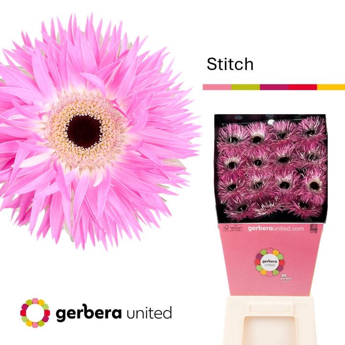 <h4>Gerbera Spider Stitch Diamond</h4>