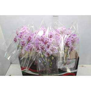 PHALAENOPSIS CASCATA P15 BICOLOR 2 HT