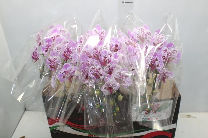 PHALAENOPSIS CASCATA P15 BICOLOR 2 HT