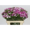 Dianthus Br Amazon Rose Magic