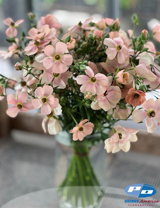 <h4>Ran Moderna Carezza</h4>