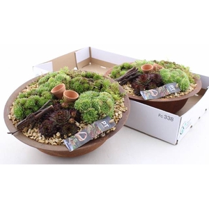 ARR SEMPERVIVUM