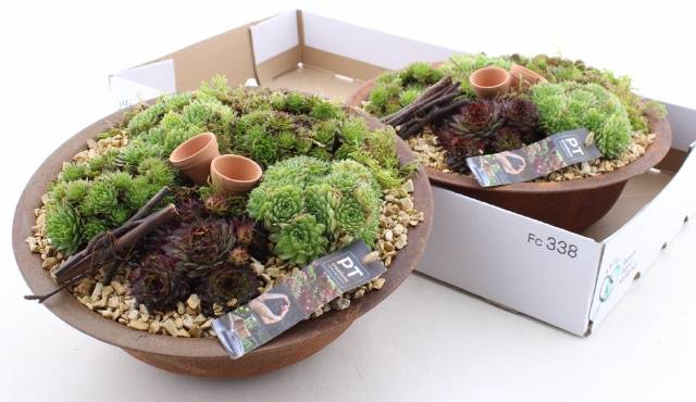 <h4>ARR SEMPERVIVUM</h4>