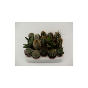 3.2 cactus mix