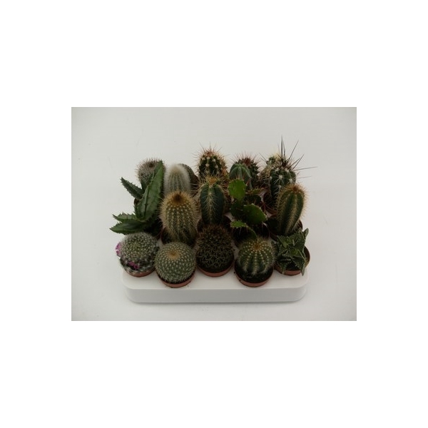 <h4>3.2 cactus mix</h4>