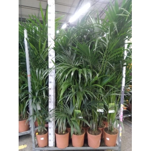 Howea forsteriana
