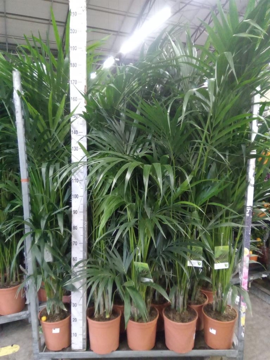 <h4>Howea forsteriana</h4>
